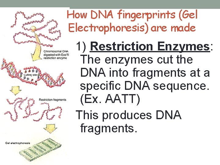 BIOTECHNOLOGY GEL ELECTROPHORESIS Our knowledge of the structure
