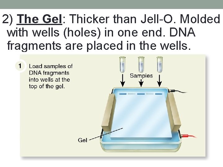 2) The Gel: Thicker than Jell-O. Molded with wells (holes) in one end. DNA