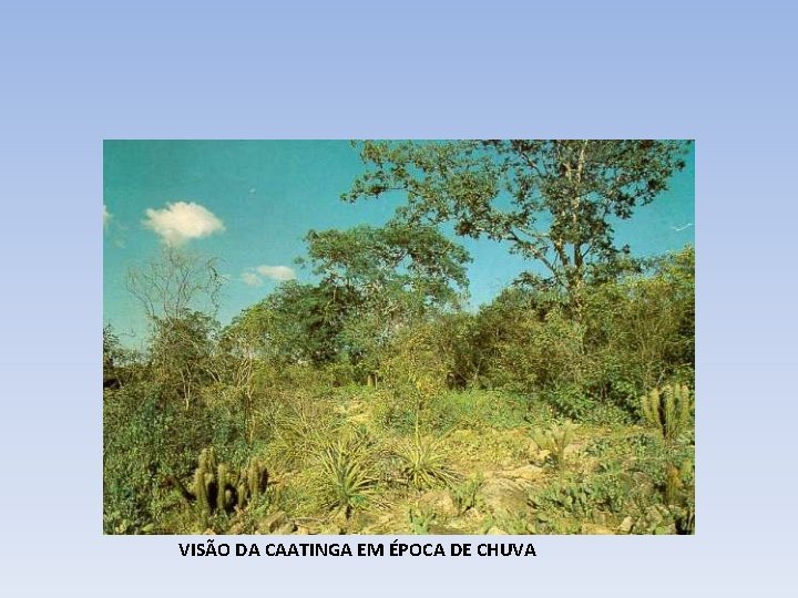 VISÃO DA CAATINGA EM ÉPOCA DE CHUVA 