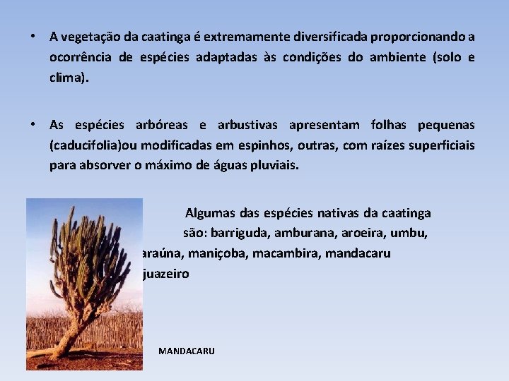  • A vegetação da caatinga é extremamente diversificada proporcionando a ocorrência de espécies