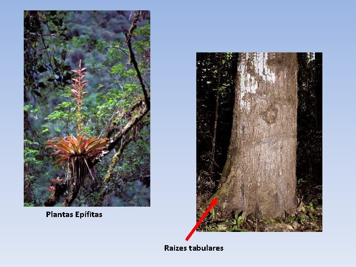 Plantas Epífitas Raizes tabulares 