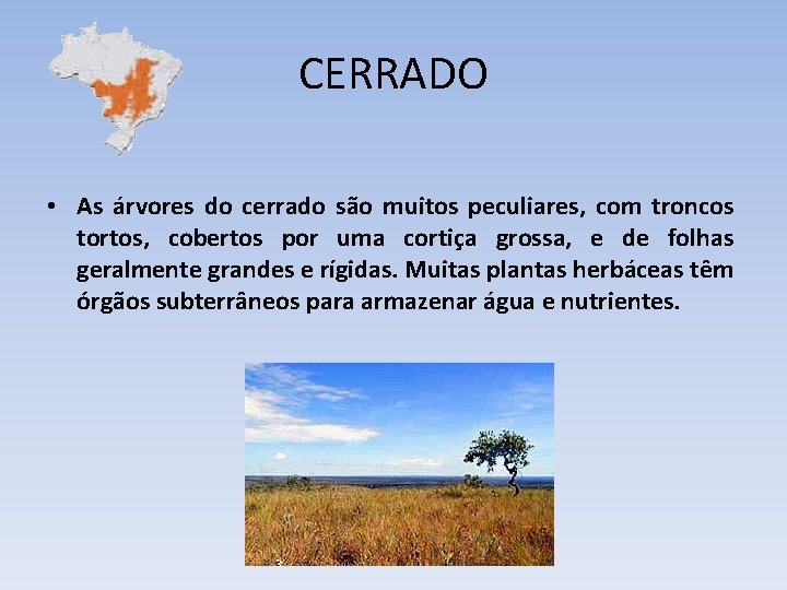 CERRADO • As árvores do cerrado são muitos peculiares, com troncos tortos, cobertos por