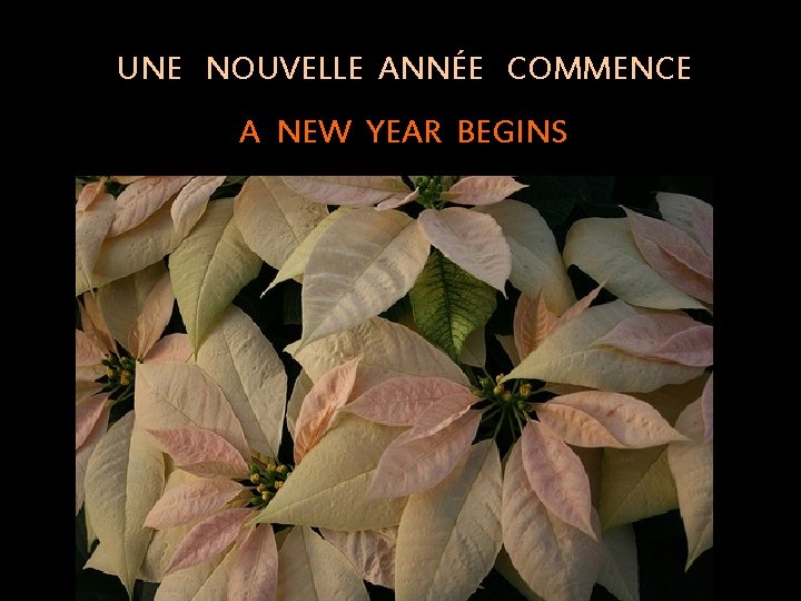 UNE NOUVELLE ANNÉE COMMENCE A NEW YEAR BEGINS 