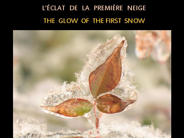 L’ÉCLAT DE LA PREMIÈRE NEIGE THE GLOW OF THE FIRST SNOW 