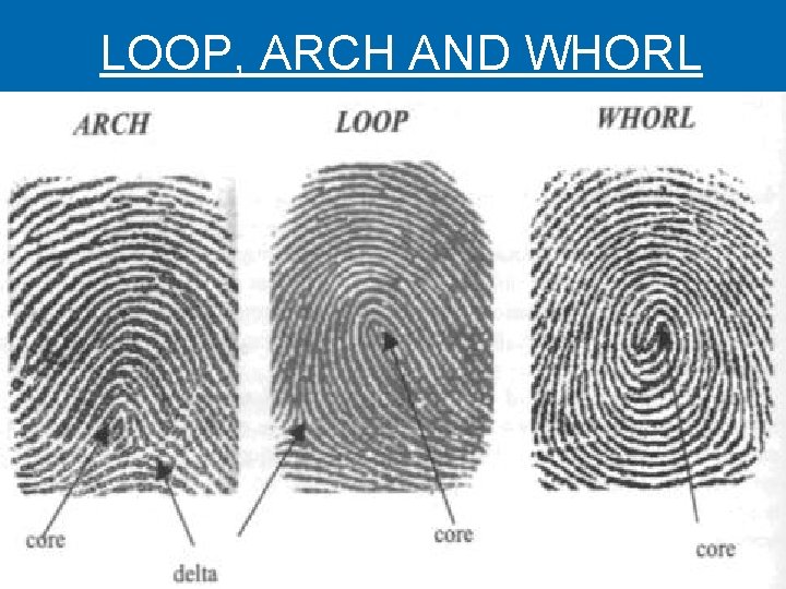 LOOP, ARCH AND WHORL 