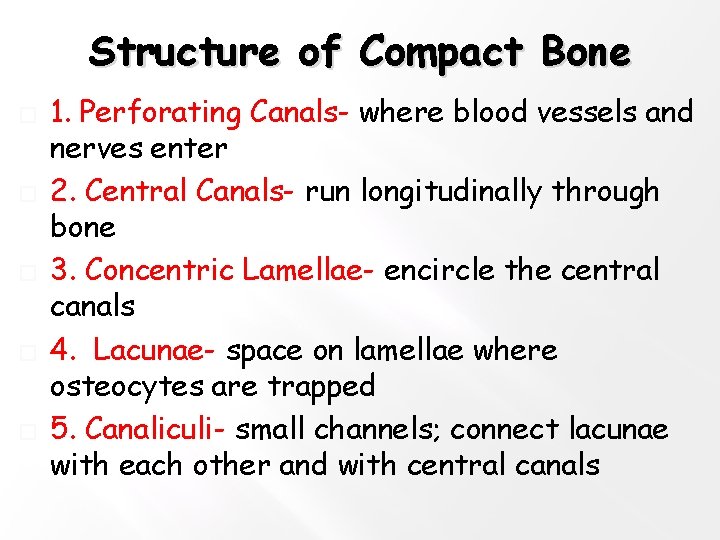 Structure of Compact Bone � � � 1. Perforating Canals- where blood vessels and