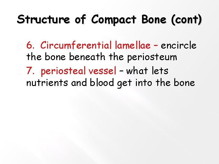 Structure of Compact Bone (cont) � � 6. Circumferential lamellae – encircle the bone