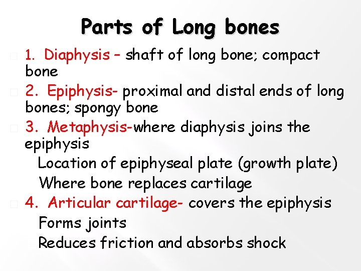 Parts of Long bones � � 1. Diaphysis – shaft of long bone; compact