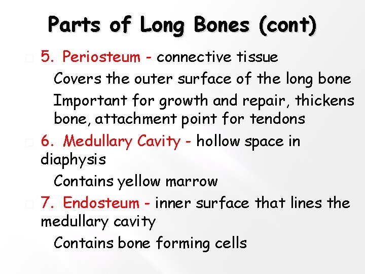 Parts of Long Bones (cont) � � � 5. Periosteum - connective tissue �Covers