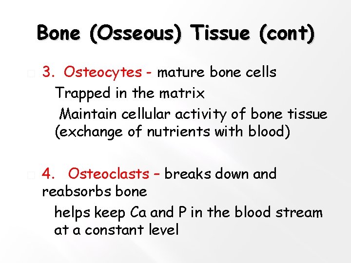 Bone (Osseous) Tissue (cont) � � 3. Osteocytes - mature bone cells �Trapped in