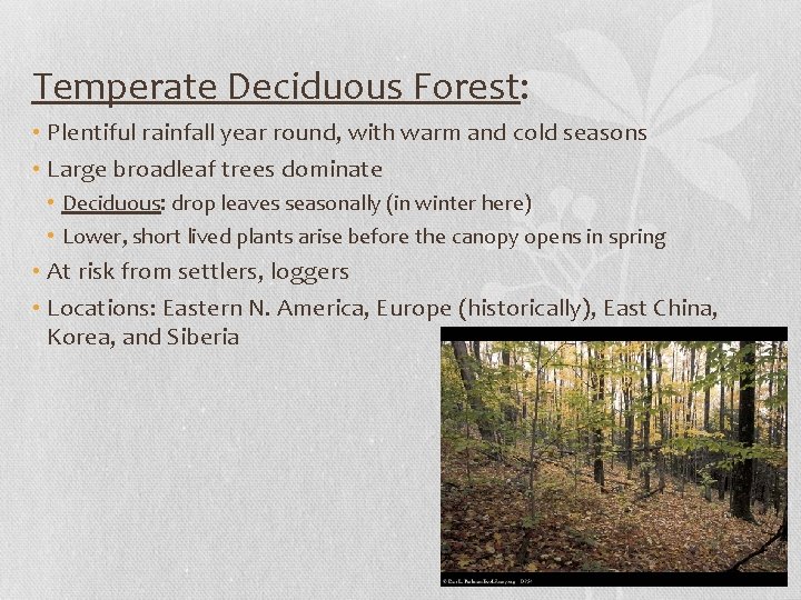Temperate Deciduous Forest: • Plentiful rainfall year round, with warm and cold seasons •
