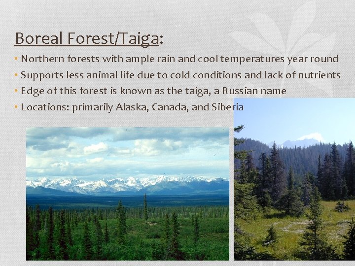 Boreal Forest/Taiga: • Northern forests with ample rain and cool temperatures year round •