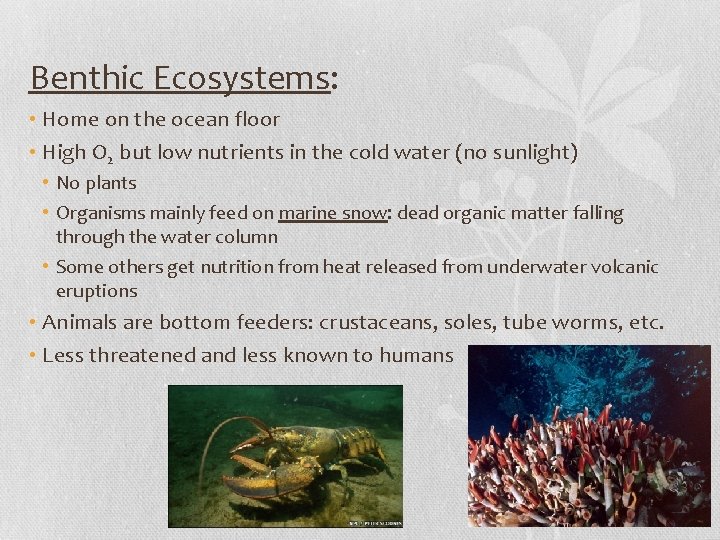 Benthic Ecosystems: • Home on the ocean floor • High O 2 but low