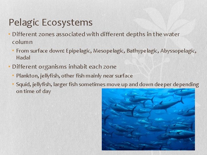 Pelagic Ecosystems • Different zones associated with different depths in the water column •