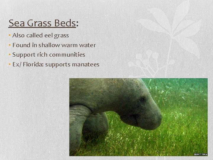 Sea Grass Beds: • Also called eel grass • Found in shallow warm water