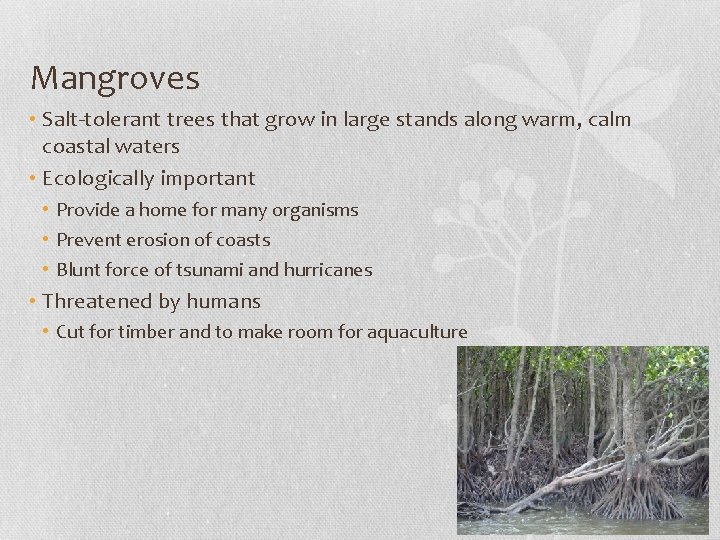Mangroves • Salt-tolerant trees that grow in large stands along warm, calm coastal waters