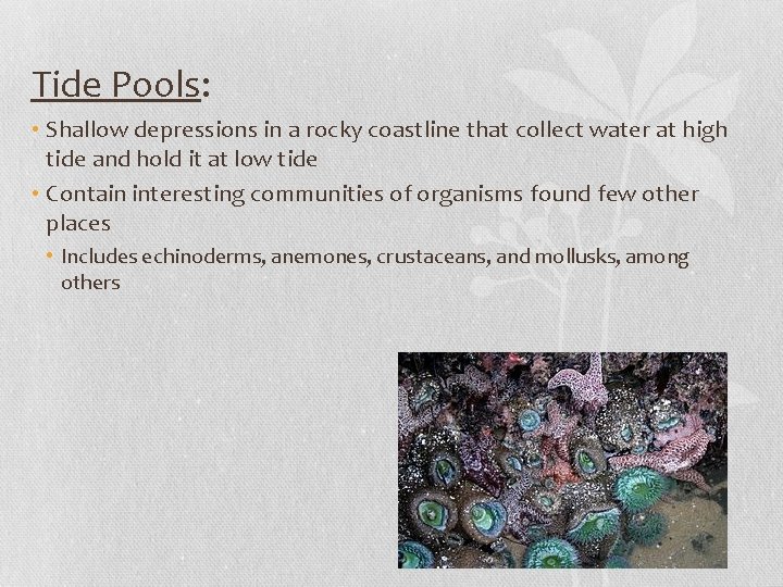 Tide Pools: • Shallow depressions in a rocky coastline that collect water at high