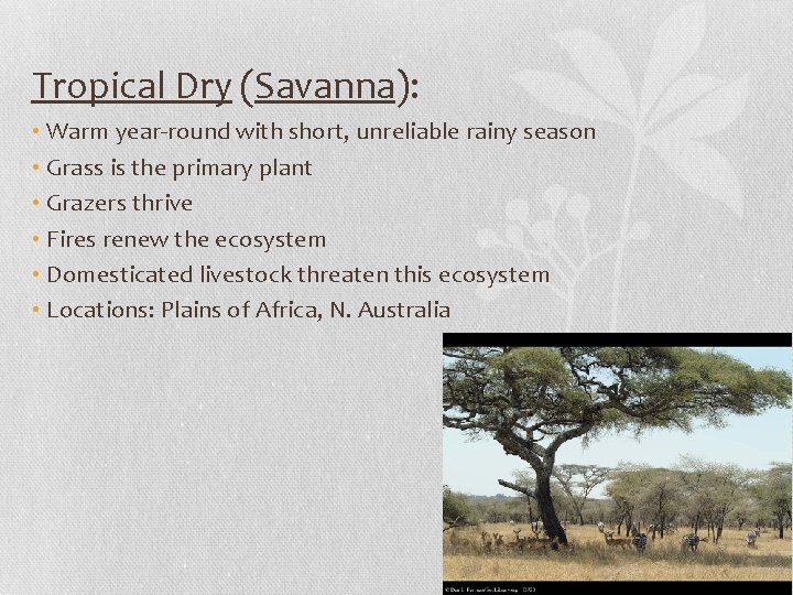 Tropical Dry (Savanna): • Warm year-round with short, unreliable rainy season • Grass is