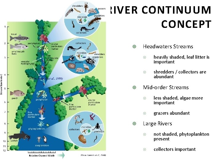 RIVER CONTINUUM CONCEPT Headwaters Streams heavily shaded, leaf litter is important shredders / collectors