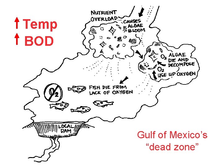 Temp BOD Gulf of Mexico’s “dead zone” 