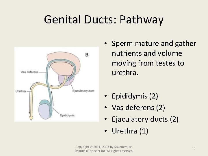 Genital Ducts: Pathway • Sperm mature and gather nutrients and volume moving from testes