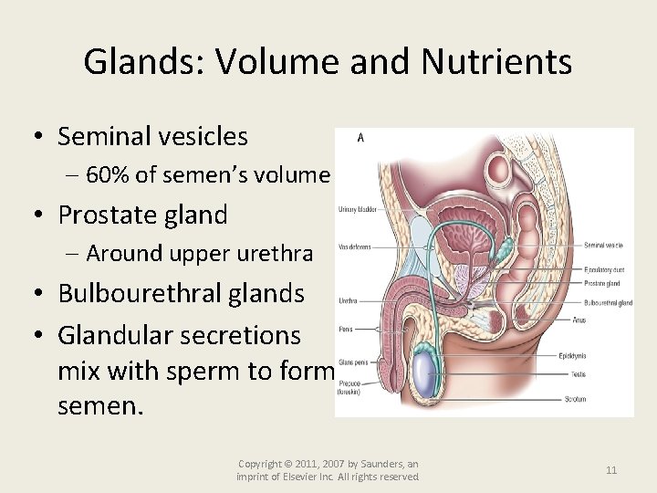 Glands: Volume and Nutrients • Seminal vesicles 60% of semen’s volume • Prostate gland