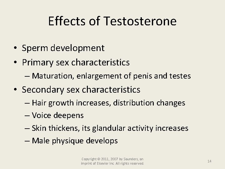 Effects of Testosterone • Sperm development • Primary sex characteristics – Maturation, enlargement of