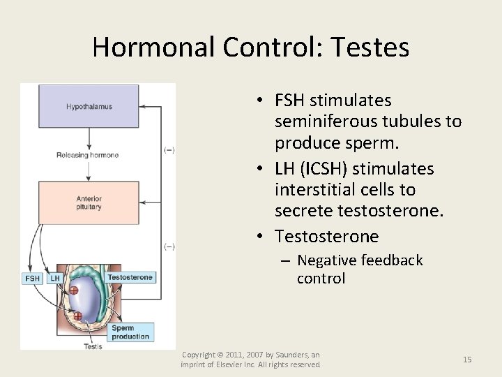 Hormonal Control: Testes • FSH stimulates seminiferous tubules to produce sperm. • LH (ICSH)