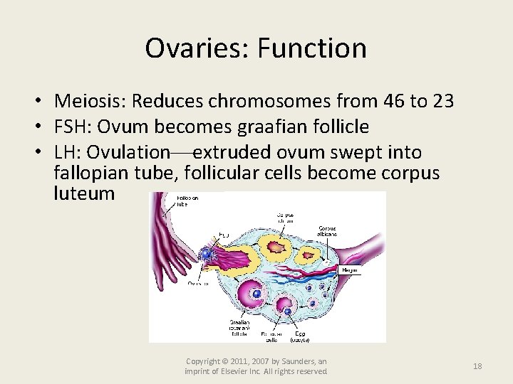 Ovaries: Function • Meiosis: Reduces chromosomes from 46 to 23 • FSH: Ovum becomes