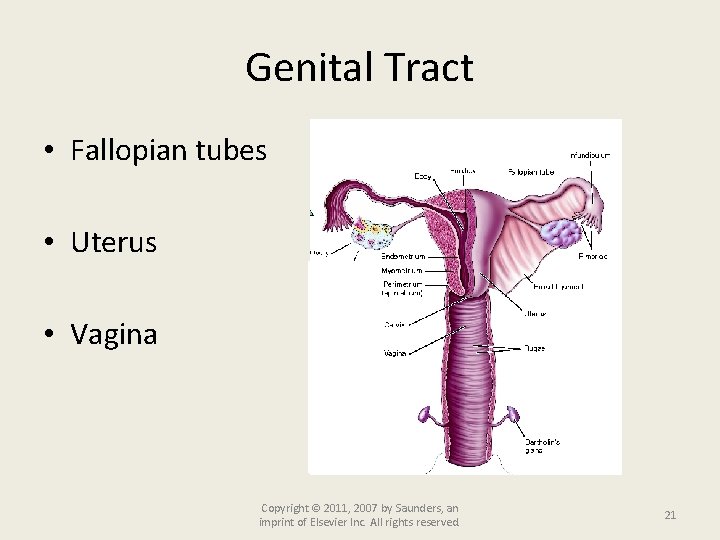 Genital Tract • Fallopian tubes • Uterus • Vagina Copyright © 2011, 2007 by