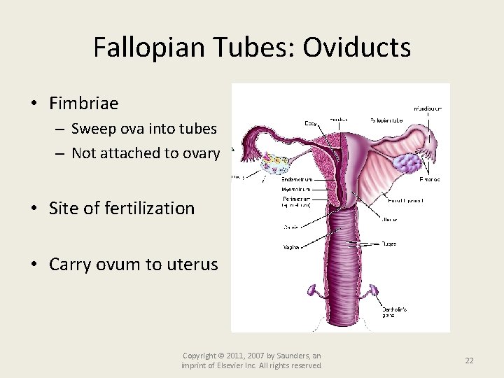 Fallopian Tubes: Oviducts • Fimbriae – Sweep ova into tubes – Not attached to