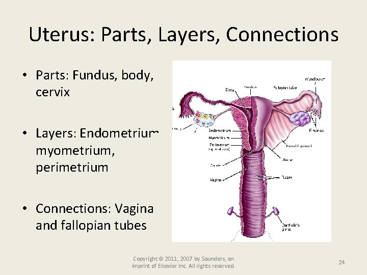 Uterus: Parts, Layers, Connections • Parts: Fundus, body, cervix • Layers: Endometrium, myometrium, perimetrium