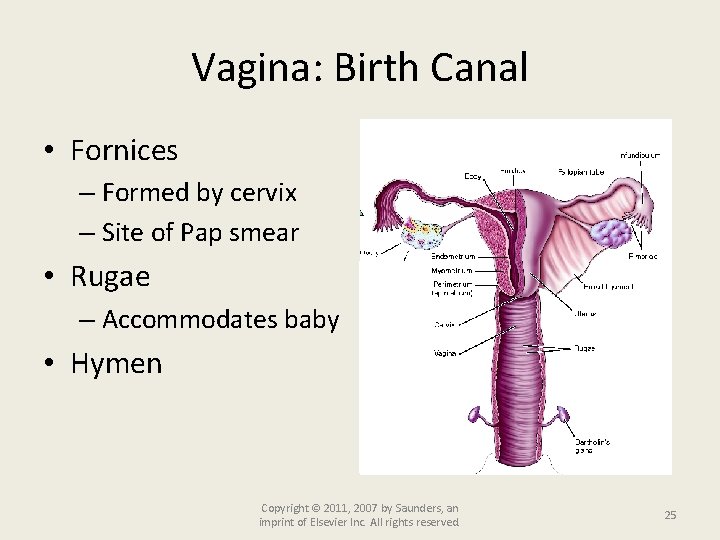 Vagina: Birth Canal • Fornices – Formed by cervix – Site of Pap smear