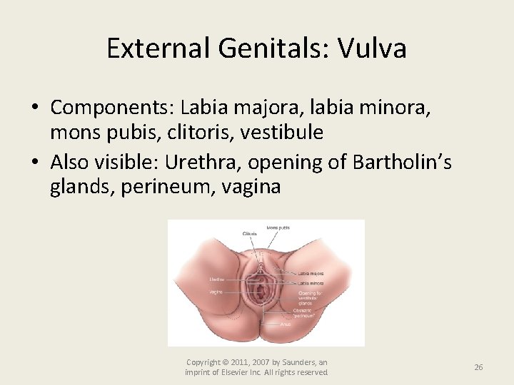 External Genitals: Vulva • Components: Labia majora, labia minora, mons pubis, clitoris, vestibule •