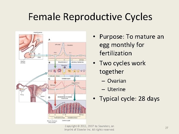 Female Reproductive Cycles • Purpose: To mature an egg monthly for fertilization • Two