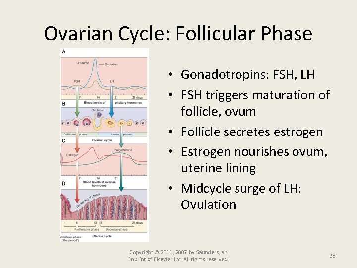 Ovarian Cycle: Follicular Phase • Gonadotropins: FSH, LH • FSH triggers maturation of follicle,