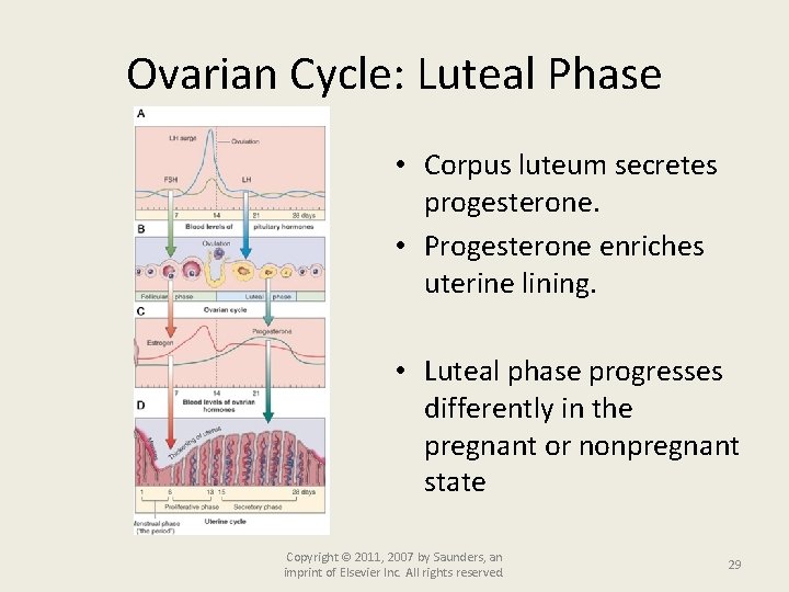 Ovarian Cycle: Luteal Phase • Corpus luteum secretes progesterone. • Progesterone enriches uterine lining.