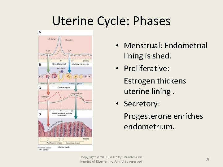 Uterine Cycle: Phases • Menstrual: Endometrial lining is shed. • Proliferative: Estrogen thickens uterine