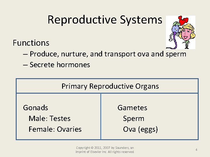 Reproductive Systems Functions – Produce, nurture, and transport ova and sperm – Secrete hormones