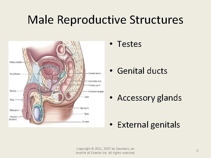 Male Reproductive Structures • Testes • Genital ducts • Accessory glands • External genitals