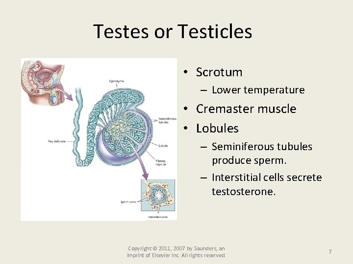 Testes or Testicles • Scrotum – Lower temperature • Cremaster muscle • Lobules –