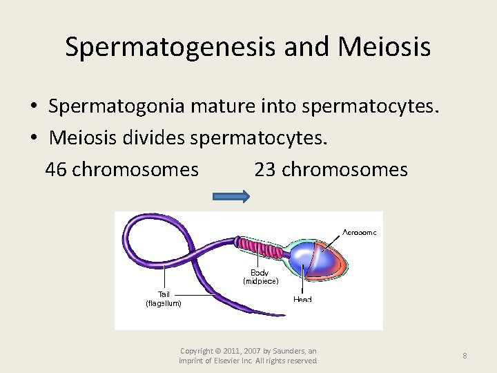 Spermatogenesis and Meiosis • Spermatogonia mature into spermatocytes. • Meiosis divides spermatocytes. 46 chromosomes