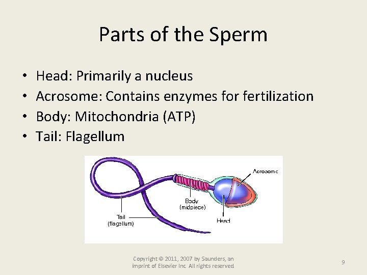 Parts of the Sperm • • Head: Primarily a nucleus Acrosome: Contains enzymes for