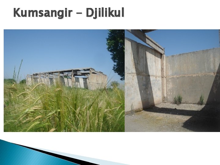 Kumsangir - Djilikul 