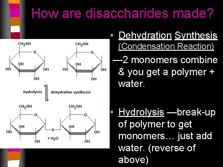 How are disaccharides made? • Dehydration Synthesis (Condensation Reaction) — 2 monomers combine &