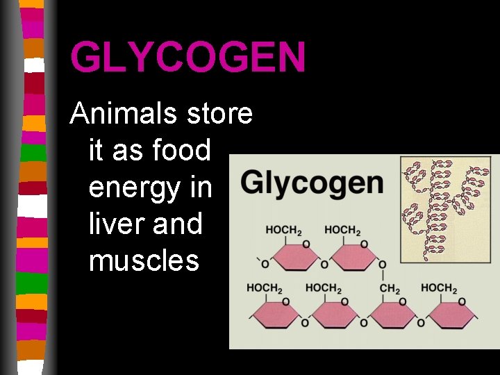 GLYCOGEN Animals store it as food energy in liver and muscles 