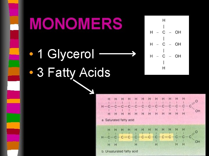 MONOMERS • 1 Glycerol • 3 Fatty Acids 