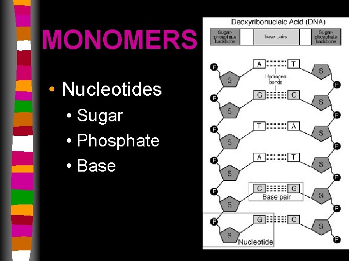 MONOMERS • Nucleotides • Sugar • Phosphate • Base 