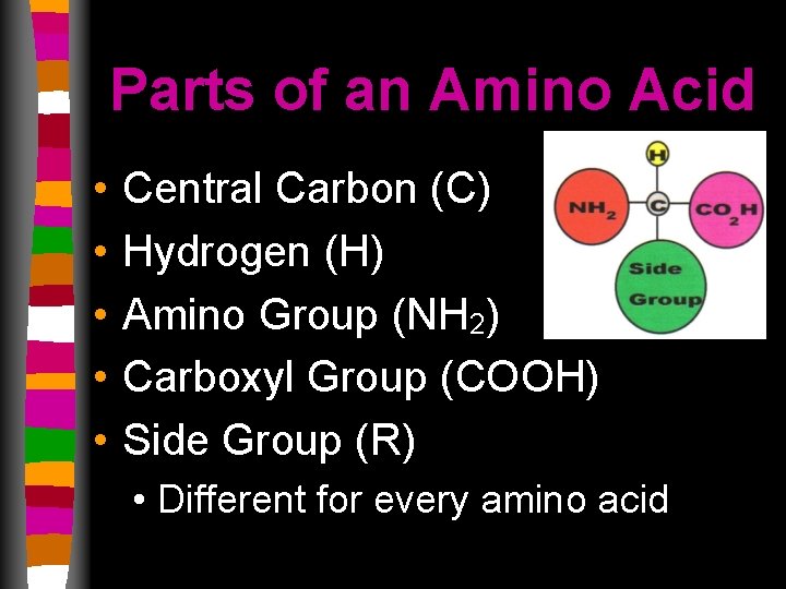 Parts of an Amino Acid • • • Central Carbon (C) Hydrogen (H) Amino