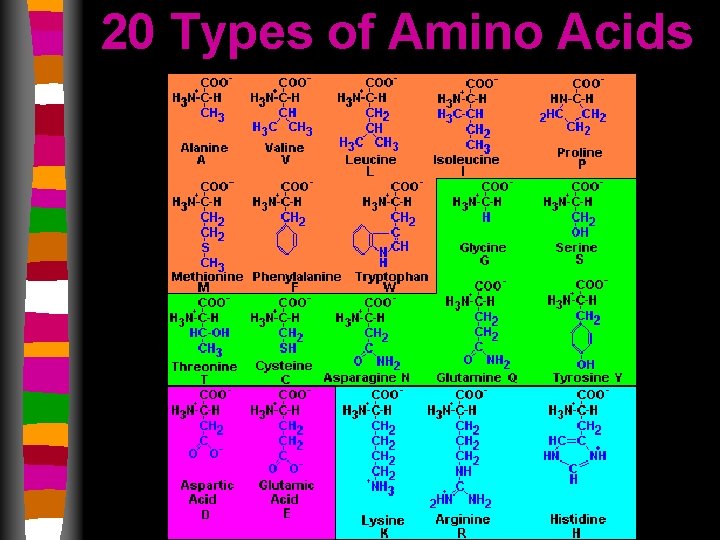 20 Types of Amino Acids 